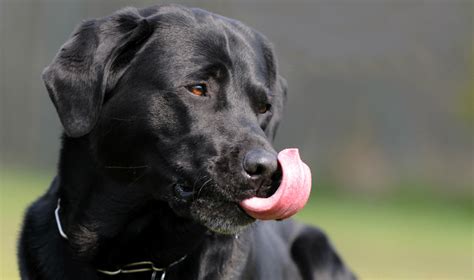 hund schleckt ständig